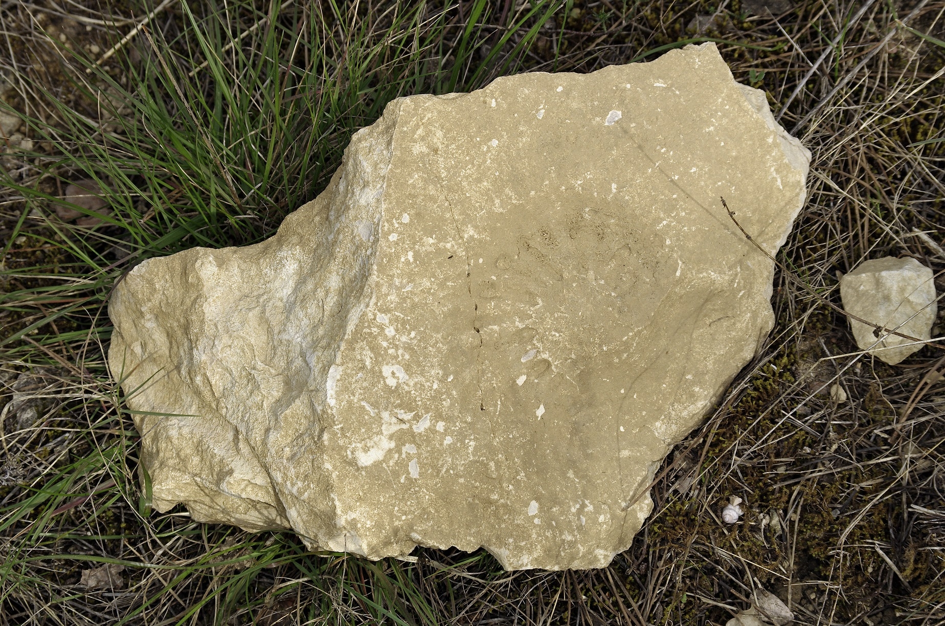 2014_03_30 - Trace de fossile au Puech