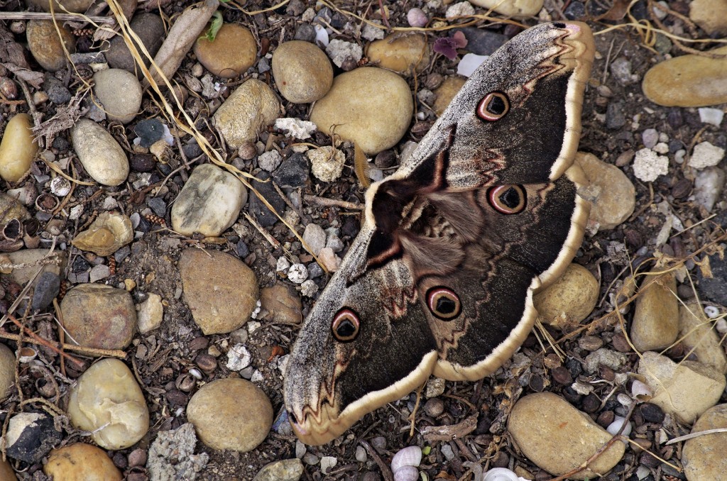 Grand Paon de nuit mâle – L'herbier de Louvelin